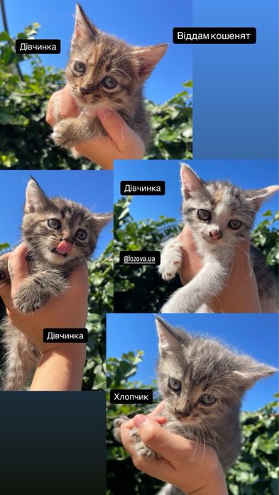 Кошенята безкоштовно