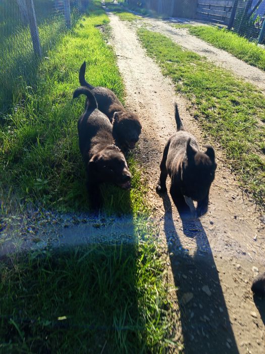 Шпіц і лабрадор ,дитячі собаки.