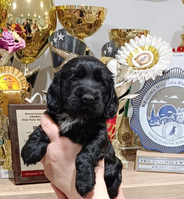 Cocker spaniel angielski - czarna sunia