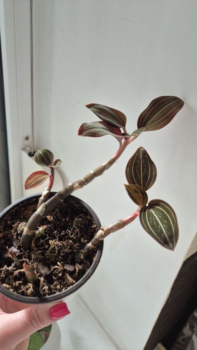 Орхидея ванда:синяя-1400;лимонная-1400грн;Спатифиллум-500грн