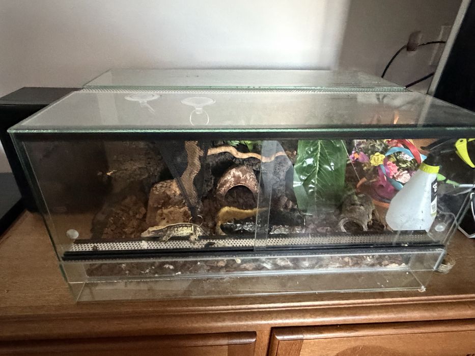 Gekon razem z terrarium