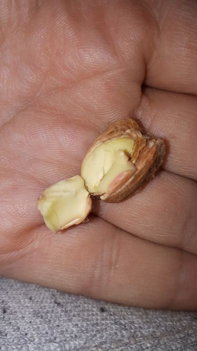 Желуди,  2023, свежие, корм для грызунов