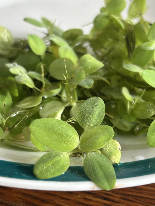 Roślina akwariowa - pistia
