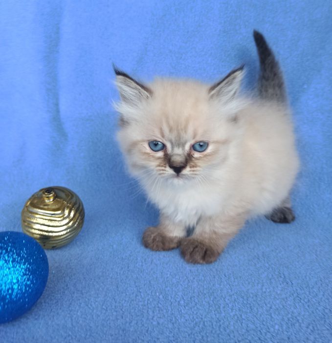 Котята Невские маскарадные продажа