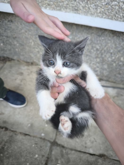 Кошенята в добрі руки