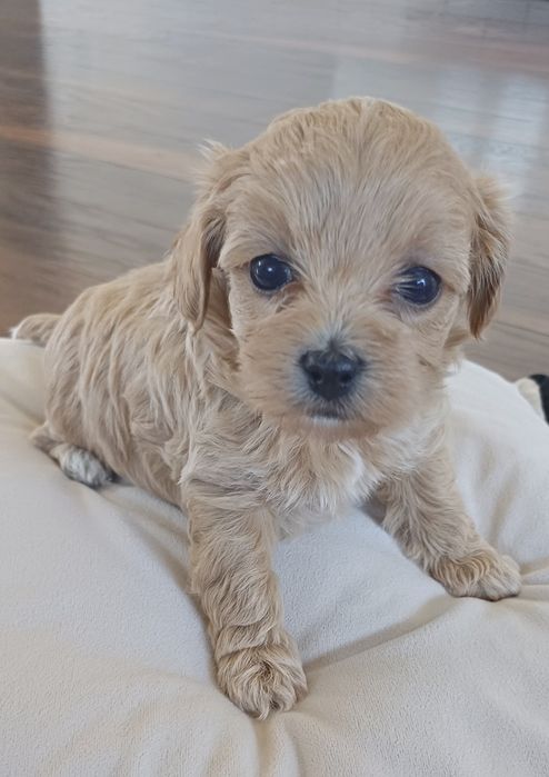 Maltipoo.rezerwacja.