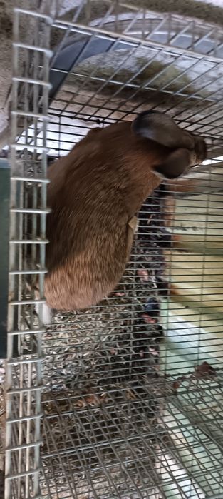 Vendo coelhos caseiros