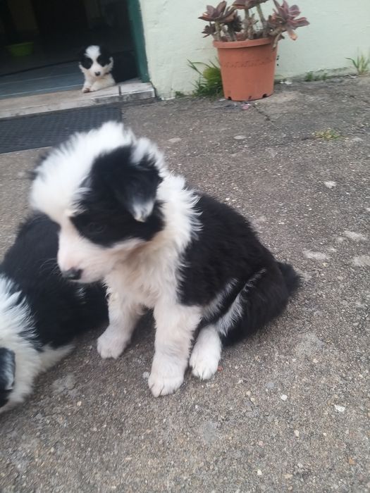 Border Collie com LOP/RI