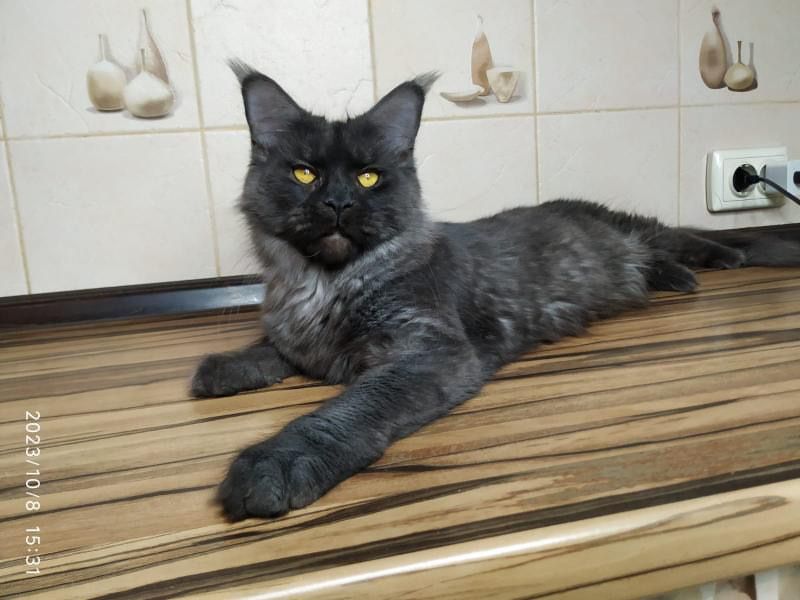 Киця мейн-кун в улюбленці. Виводиться з розведення.