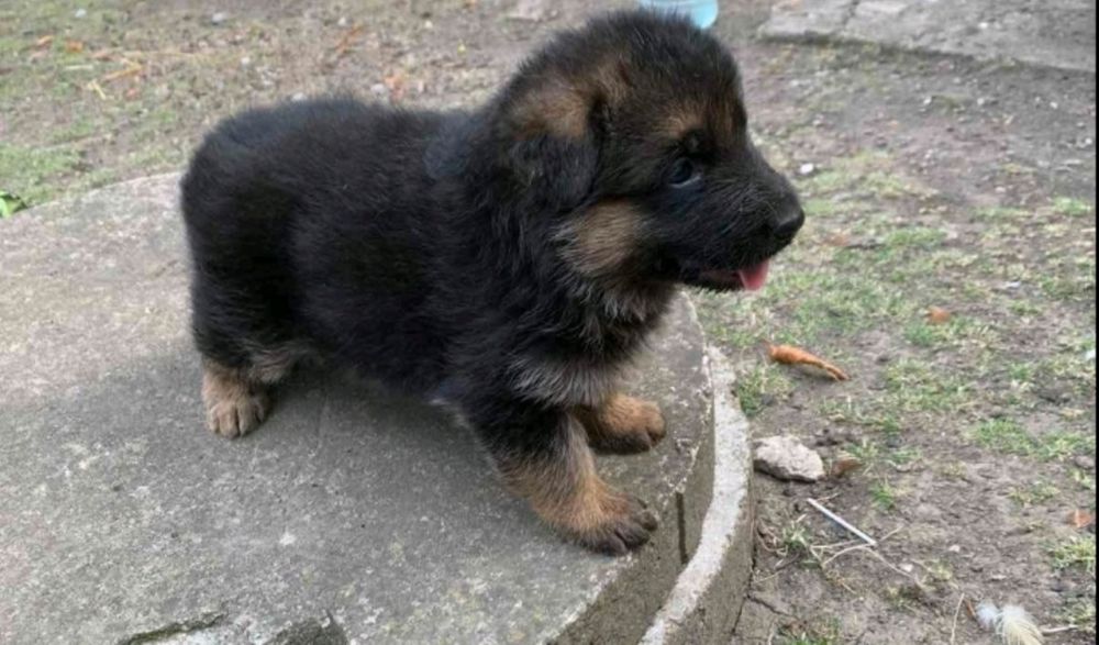 цуценята німецької вівчарки