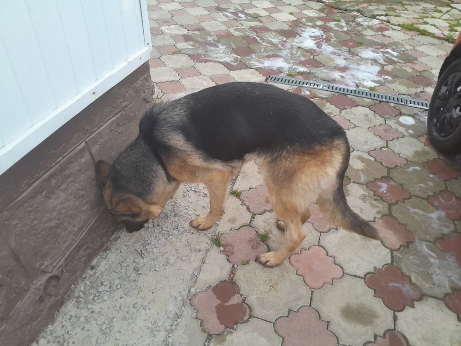 Продається німецька вівчарка чистокровна