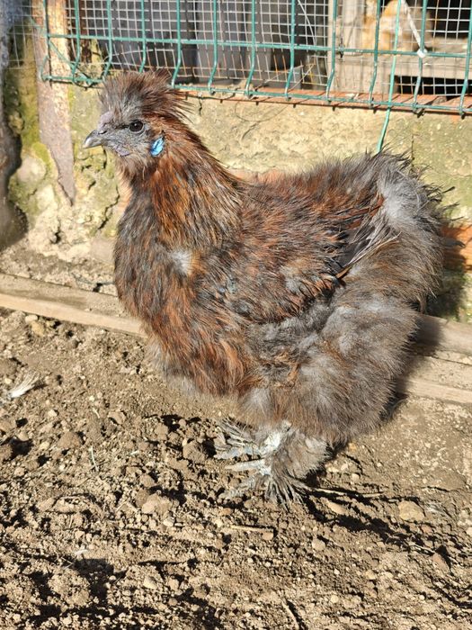 Galo Sedosa do Japão