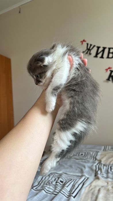 Продаю кошеняток