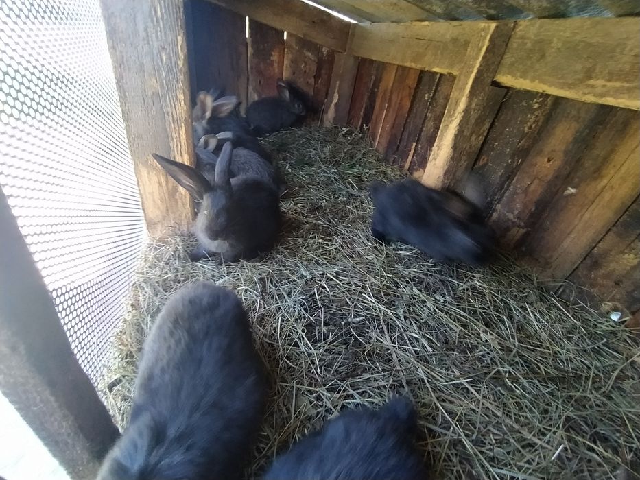 Кролі  поштучно 200 грн