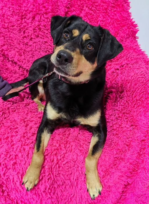 Piękna sunia do adopcji. Masz dobry dom ?