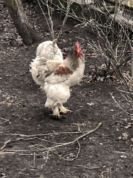 Продам курячі яйця...