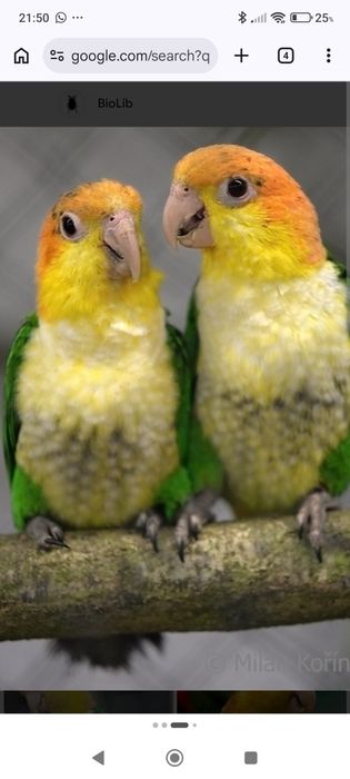 Marianinhas pata verde
