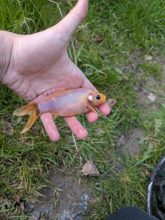 Karasie KOI 15-20cm