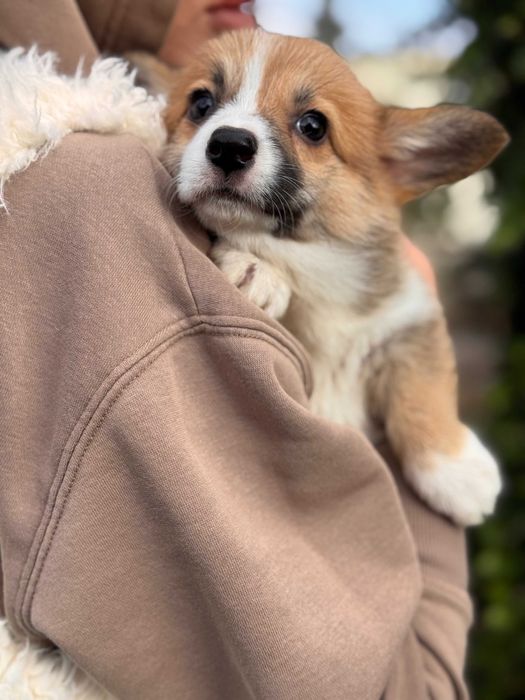 Шикарні цуцики Коргі