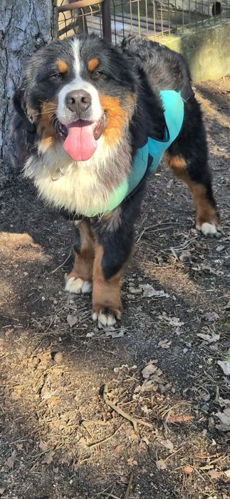 Pies potrzebuje przyjaciela od zaraz