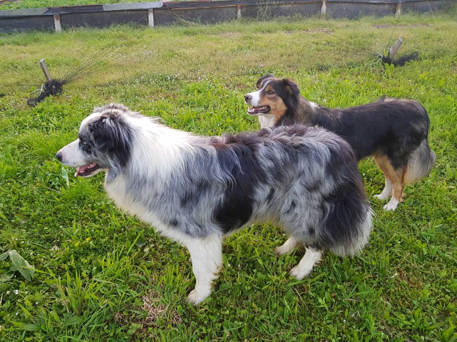 Border Collie samiec pies blue merle przebadani rodzice do odbioru