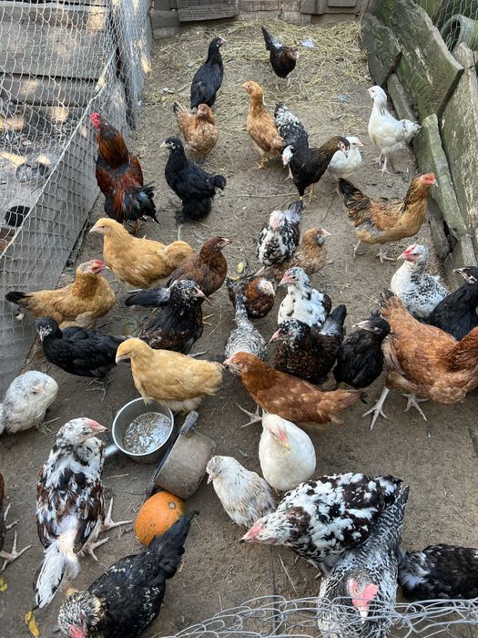 Молоді кури ,півні ,підрощені курчата