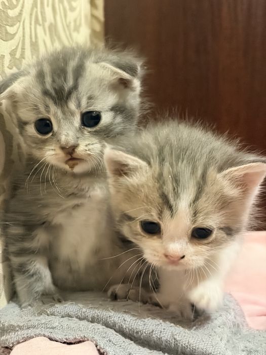 Котенок Серебристая шиншилла