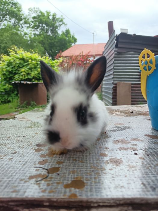 Króliki miniaturki