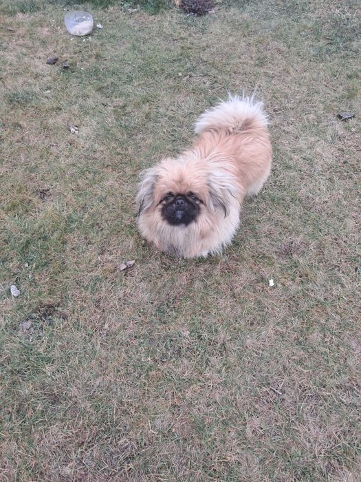 В'язка королівський пекінес