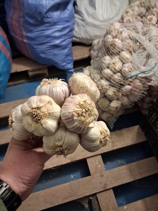 Czosnek Polski harnaś główki