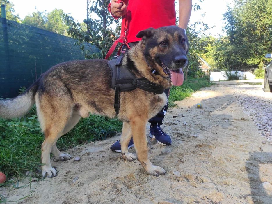 Dostojny pies w typie owczarka szuka domu