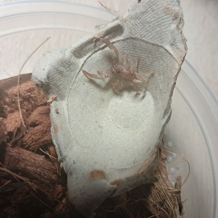 skorpion l2 Heterometrus laoticus