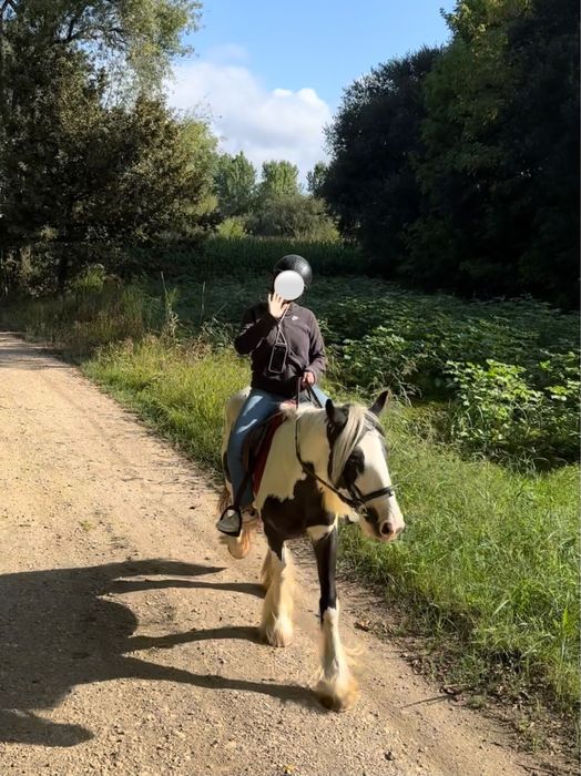 Égua gypsy vanner para venda