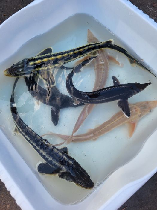 Amur karp koi karaś złota orfa jesiotr