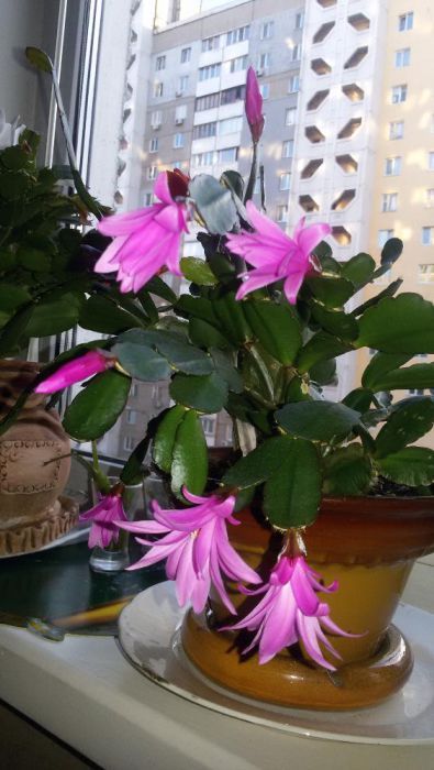 Рипсалидопсис (пасхальный кактус) сиреневый