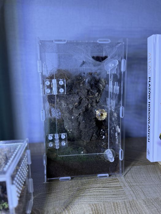 Ptaszniki + terrarium