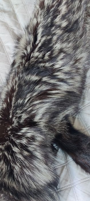 Skóra z Jenota Azjatyckiego 160cm