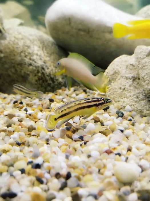 Julidochromis regana marksmithi tanganika naskalnik