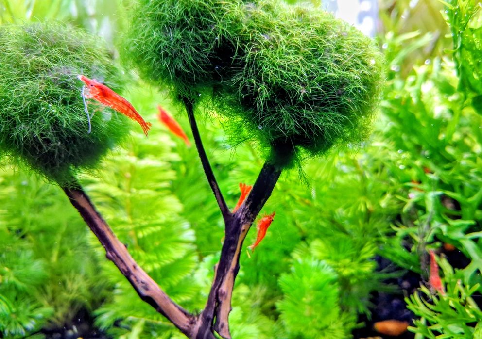 Krewetki Red Cherry
