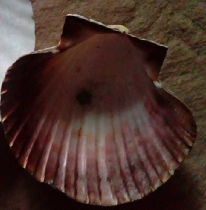 Продам большую ракушку морской гребешок