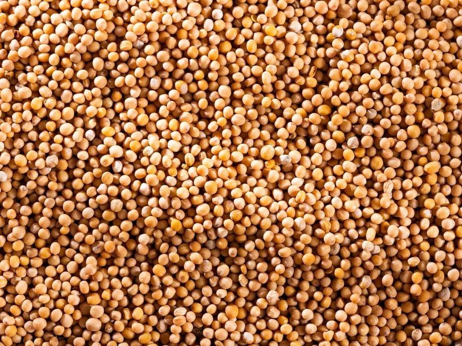 Nasiona GORCZYCY na poplon