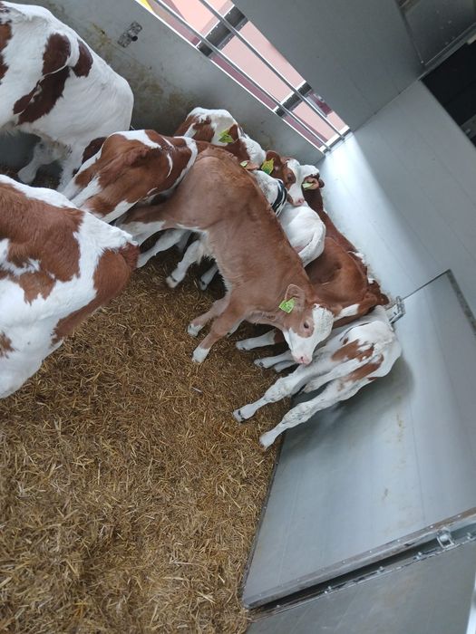 Byczki Dobra genetyka krzyżówki ras Mięsnych