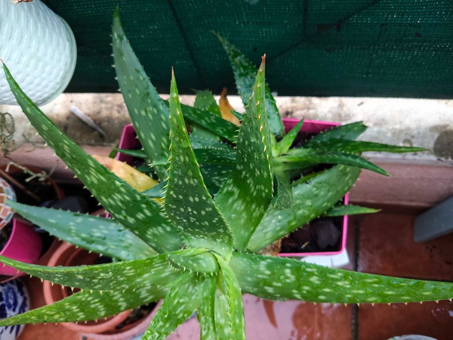 Aloés suculentas