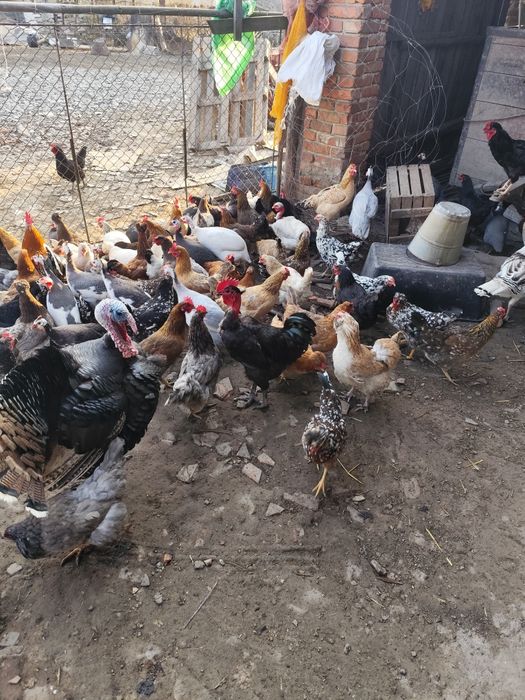 Jaja lęgowe od kur i perliczek