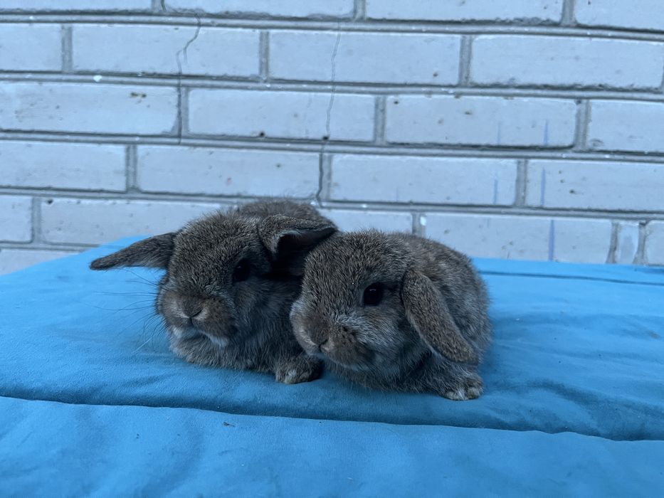 Karzełek Baranek/Mini Lop - Rodowód/Metryka Królik Króliki