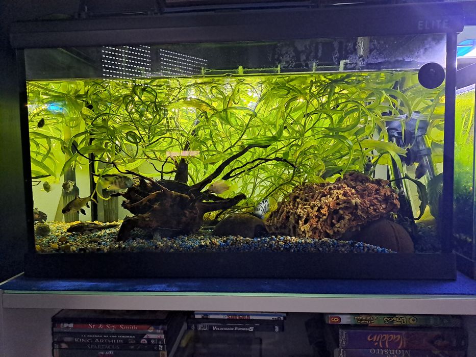 Aquários e caracóis.