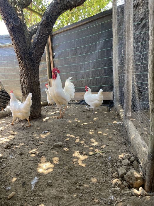 Ovos Leghorn White puros