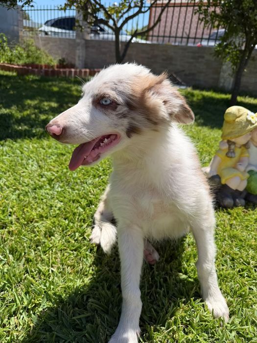 Menino border collie olho azul choco  merle
