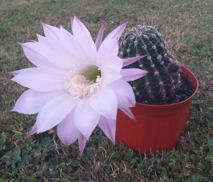 Продам щепки кактуса