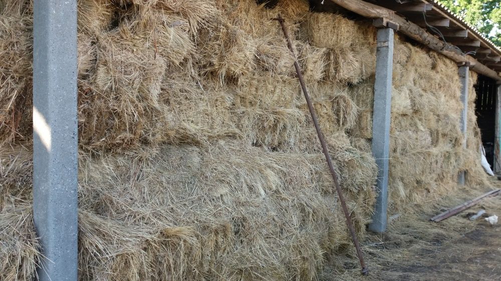 Продам сено в тюках!
